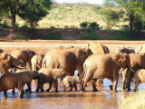 Elephants in Samburu River