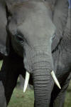 A young elephant