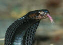 Naja nigricollis, black spitting cobra, head
