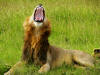Young adult male lion in Maasai Mara
