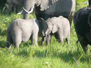 Attack and revenge (WMV video, 00:00:29, 1.11 MB)