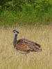 Bustard