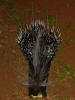 Porcupine