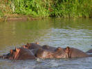 Hippos