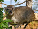 Hyrax