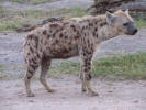 Hyena