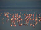 Flamingos in the lake