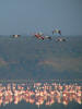 Flamingos in the lake
