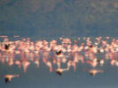 Flamingos in the lake