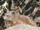 Hyrax
