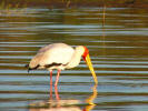 Yellow-billed stork