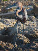 Goliath heron
