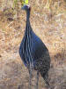 Vulture-headed guinea fowl