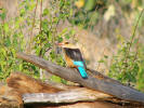 Kingfisher