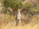 Cheetahs
