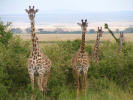 Giraffes in Masai Mara