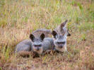 Bat-eared fox