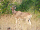 Coke's Hartebeest