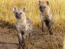 Hyaena kids