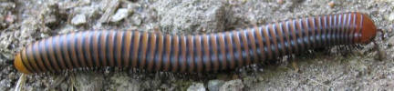Mombasa train, a big millipede