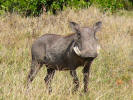 Warthog