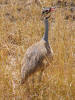 White-bellied Bustard