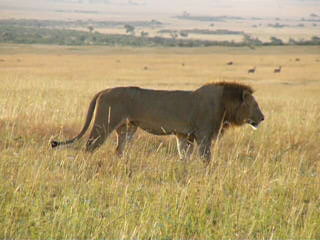 Click here to watch a video (WMV, 1.61 MB)