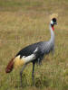 Crowned crane