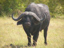 Buffalo