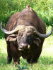 African buffalo