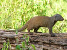 Dwarf mongoose