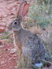 African hare