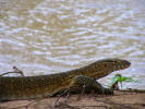 Monitor lizard