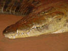 Crocodiles