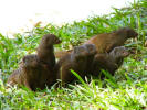 Dwarf mongoose