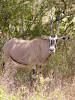 Oryx antelope