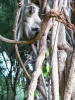 Young Vervet monkey