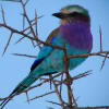 Lilac-breasted roller