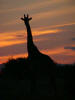 Giraffe at sunset