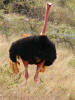 Ostrich
