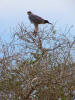 Pale chanting goshawk