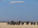 Elephants and Kilimanjaro