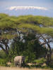 Elephants and Kilimanjaro