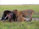 Lions eating a buffalo