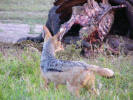 Black-backed jackal trying to steal a piece from the buffalo