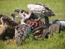 Vultures