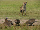 Hyenas
