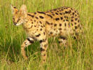 Serval