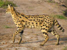Serval