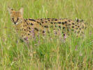 Serval